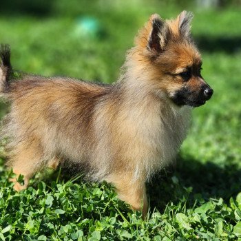 chiot Spitz allemand A Élevage du Royaume des P'tits Loups chiot Spitz allemand A Élevage du Royaume des P'tits Loups
