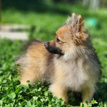 chiot Spitz allemand A Élevage du Royaume des P'tits Loups chiot Spitz allemand A Élevage du Royaume des P'tits Loups