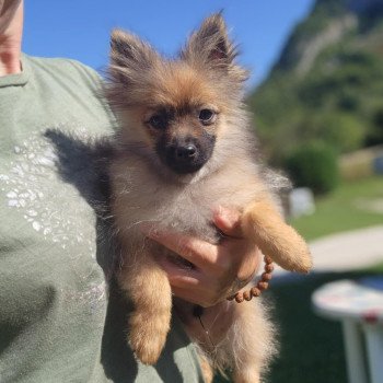 chiot Spitz allemand A Élevage du Royaume des P'tits Loups chiot Spitz allemand A Élevage du Royaume des P'tits Loups