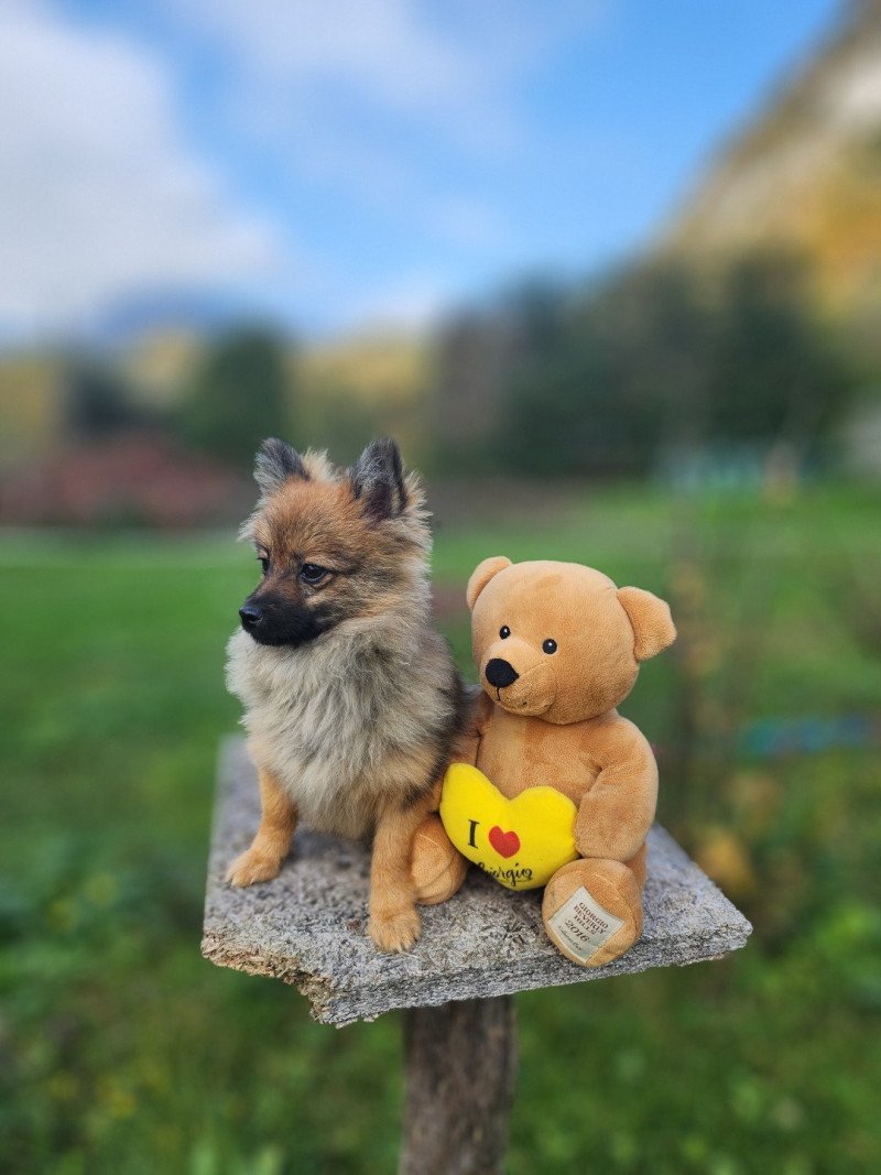 A Mâle Spitz allemand