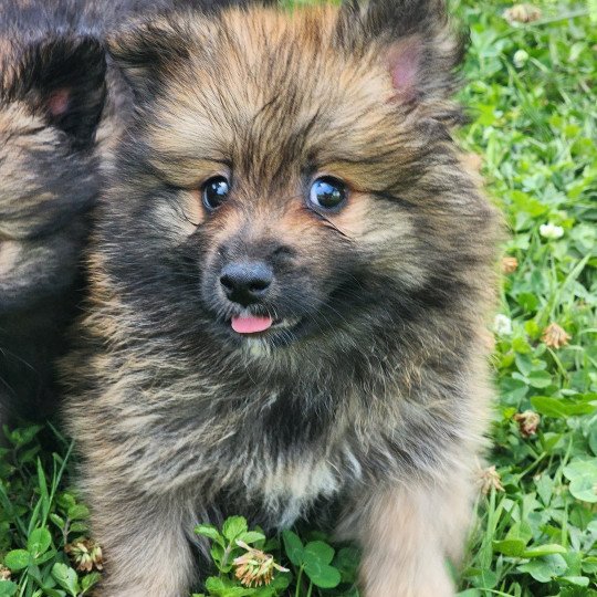 Teddy ( réserver) Mâle Spitz allemand