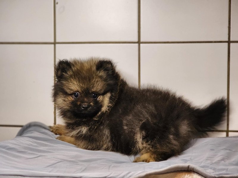 A Mâle Spitz allemand A Mâle Spitz allemand