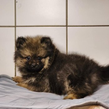 chiot Spitz allemand A Élevage du Royaume des P'tits Loups chiot Spitz allemand A Élevage du Royaume des P'tits Loups