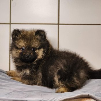 chiot Spitz allemand A Élevage du Royaume des P'tits Loups chiot Spitz allemand A Élevage du Royaume des P'tits Loups