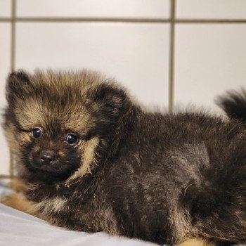 chiot Spitz allemand A Élevage du Royaume des P'tits Loups chiot Spitz allemand A Élevage du Royaume des P'tits Loups