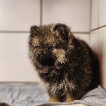 chiot Spitz allemand A Élevage du Royaume des P'tits Loups chiot Spitz allemand A Élevage du Royaume des P'tits Loups