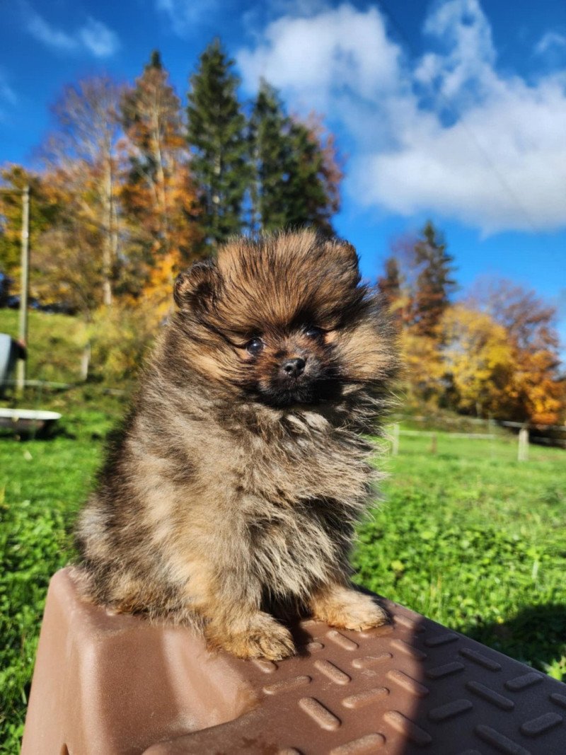 A Femelle Spitz allemand