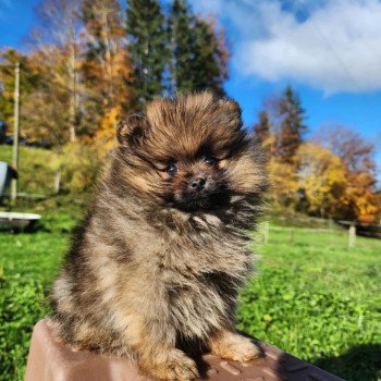 chiot Spitz allemand A Élevage du Royaume des P'tits Loups