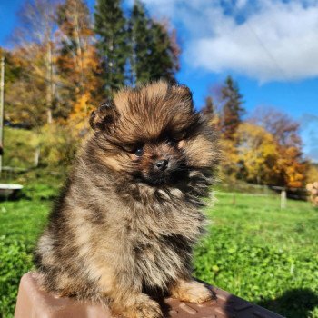 chiot Spitz allemand A Élevage du Royaume des P'tits Loups