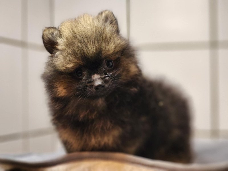 A Mâle Spitz allemand A Mâle Spitz allemand