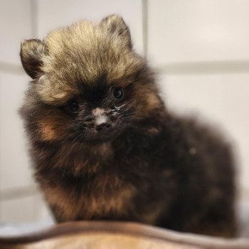 chiot Spitz allemand A Élevage du Royaume des P'tits Loups chiot Spitz allemand A Élevage du Royaume des P'tits Loups