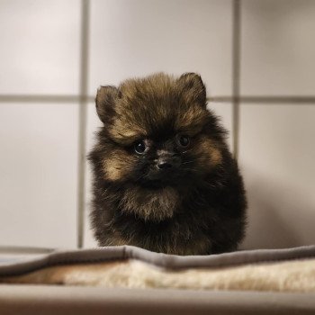 chiot Spitz allemand A Élevage du Royaume des P'tits Loups chiot Spitz allemand A Élevage du Royaume des P'tits Loups