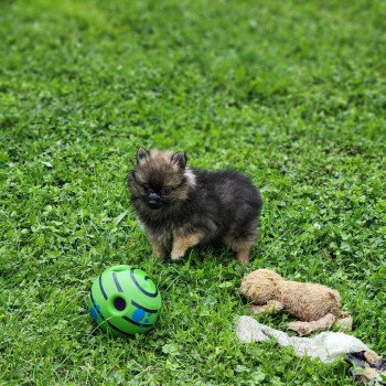 chiot Spitz allemand A Élevage du Royaume des P'tits Loups