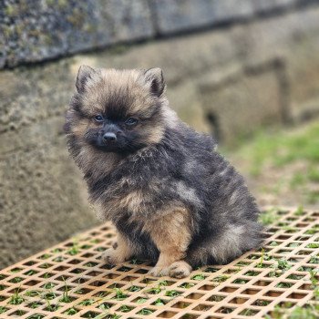 chiot Spitz allemand A Élevage du Royaume des P'tits Loups