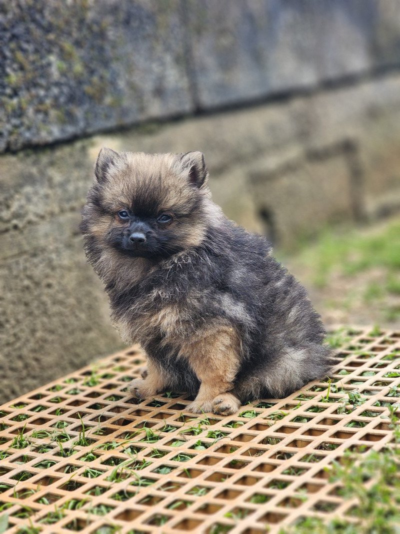 A Mâle Spitz allemand