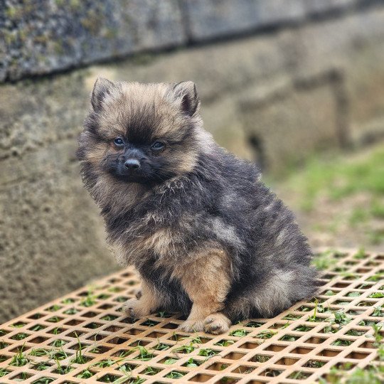 A Mâle Spitz allemand