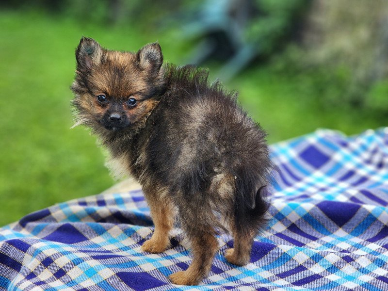 A Femelle Spitz allemand