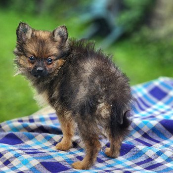 chiot Spitz allemand fauve charbonne A Élevage du Royaume des P'tits Loups