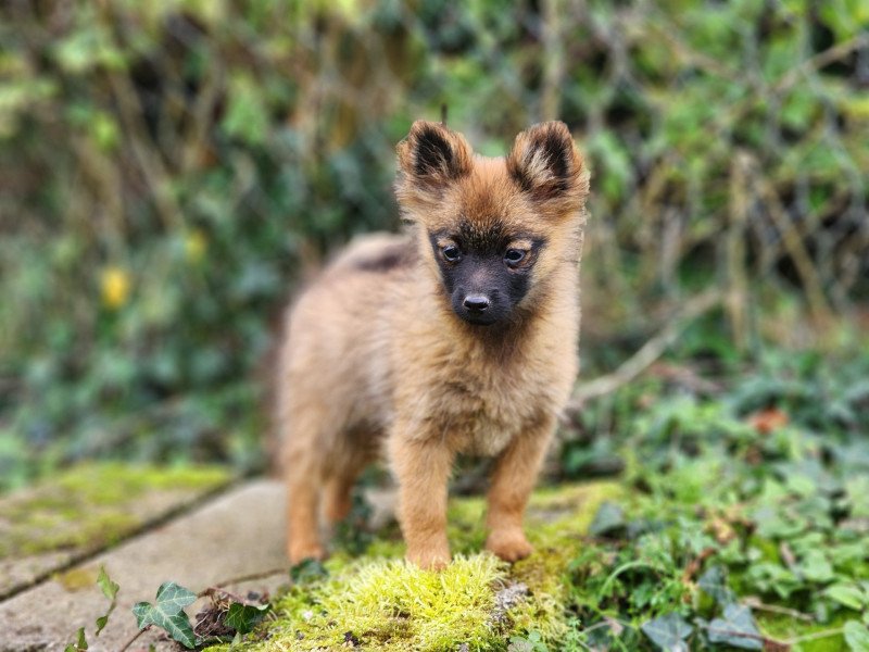 A Femelle Spitz allemand