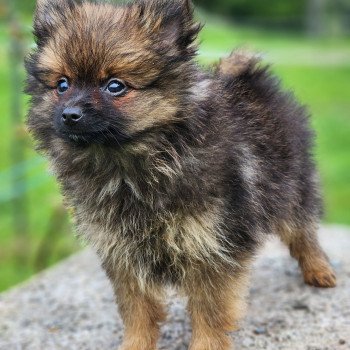 chiot Spitz allemand fauve charbonne A Élevage du Royaume des P'tits Loups