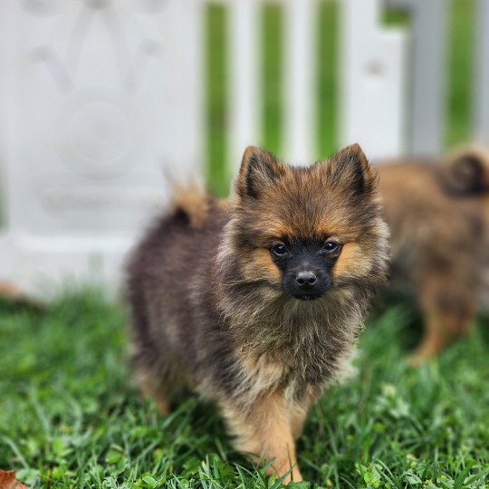 A Mâle Spitz allemand