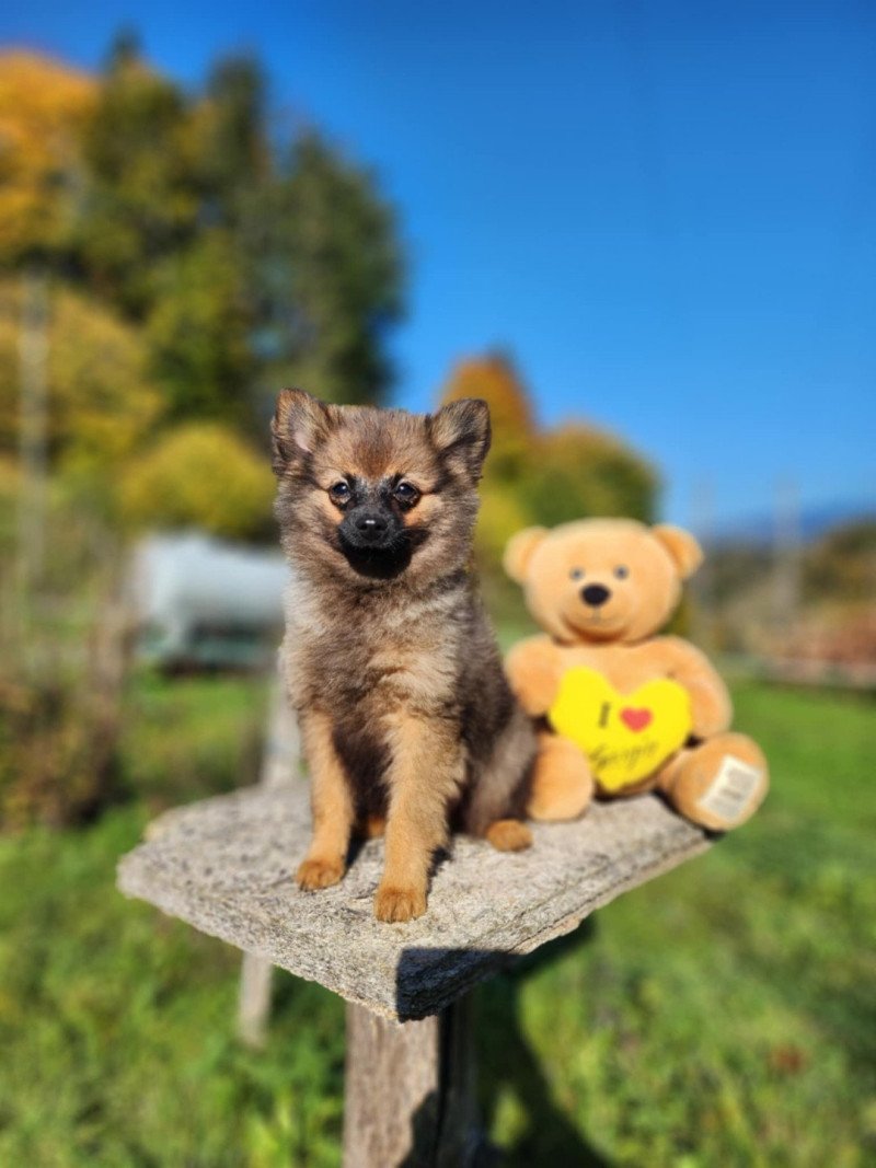 A Mâle Spitz allemand