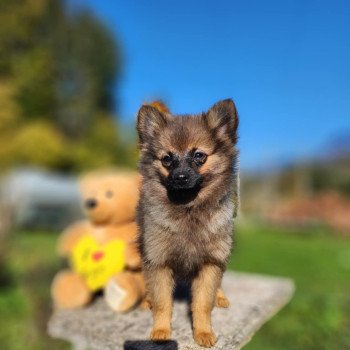 chiot Spitz allemand fauve charbonne A Élevage du Royaume des P'tits Loups