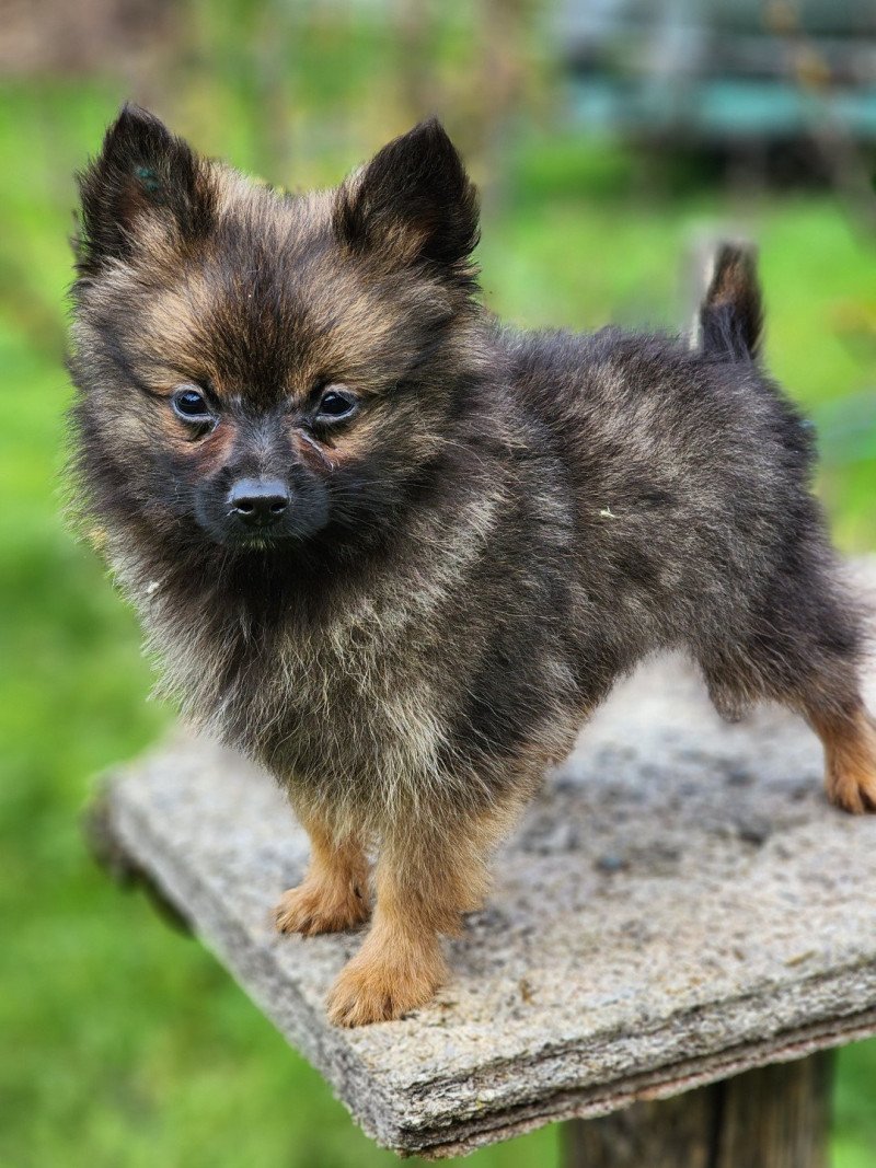 A Mâle Spitz allemand