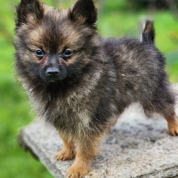 chiot Spitz allemand fauve charbonne A Élevage du Royaume des P'tits Loups