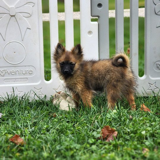 A Mâle Spitz allemand