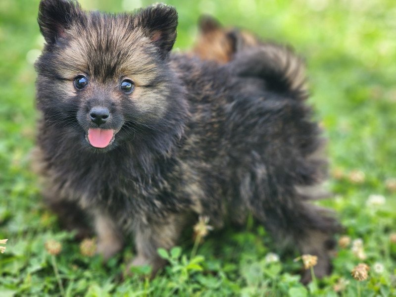 A Mâle Spitz allemand