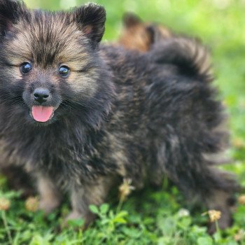 chiot Spitz allemand A Élevage du Royaume des P'tits Loups