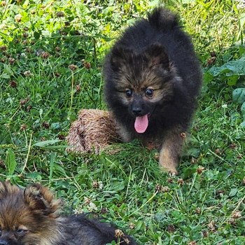 chiot Spitz allemand A Élevage du Royaume des P'tits Loups