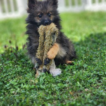 chiot Spitz allemand A Élevage du Royaume des P'tits Loups