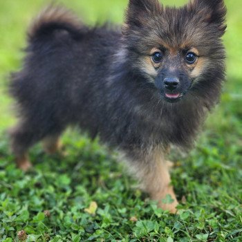 chiot Spitz allemand A Élevage du Royaume des P'tits Loups