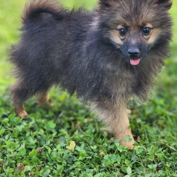 chiot Spitz allemand A Élevage du Royaume des P'tits Loups