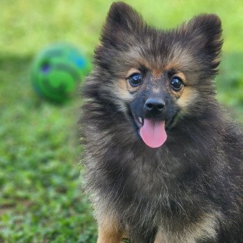 chiot Spitz allemand A Élevage du Royaume des P'tits Loups