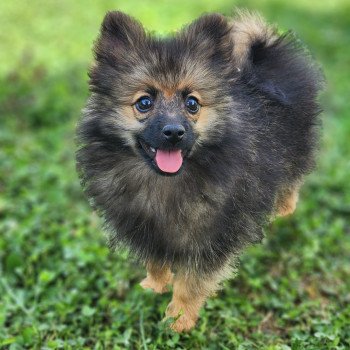 chiot Spitz allemand A Élevage du Royaume des P'tits Loups
