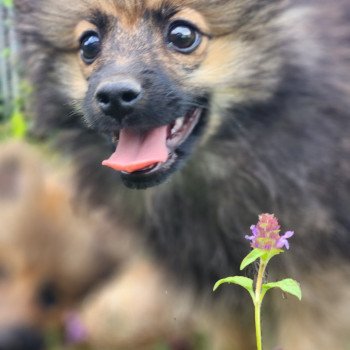 chiot Spitz allemand A Élevage du Royaume des P'tits Loups