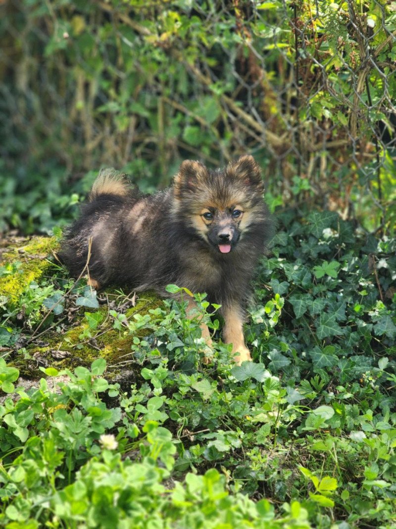 A Mâle Spitz allemand