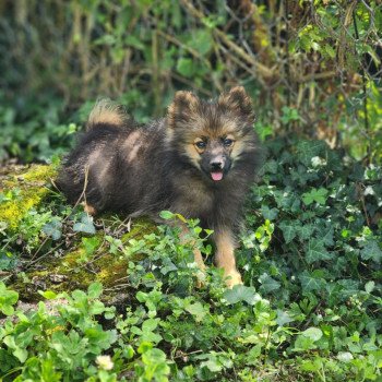 chiot Spitz allemand A Élevage du Royaume des P'tits Loups