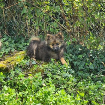 chiot Spitz allemand A Élevage du Royaume des P'tits Loups