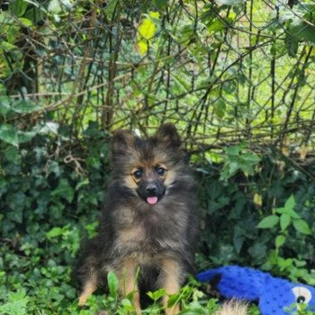 chiot Spitz allemand A Élevage du Royaume des P'tits Loups