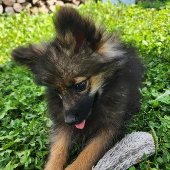 chiot Spitz allemand A Élevage du Royaume des P'tits Loups
