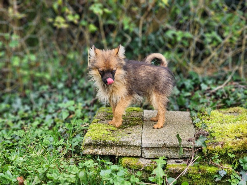 A Femelle Spitz allemand