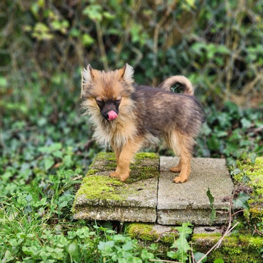 A Femelle Spitz allemand