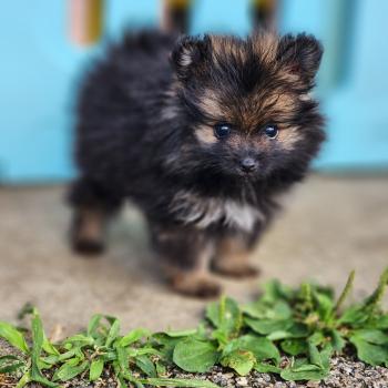 chiot Spitz allemand charbonnee B Élevage du Royaume des P'tits Loups