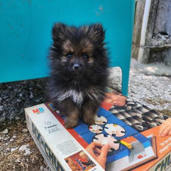 chiot Spitz allemand charbonnee B Élevage du Royaume des P'tits Loups