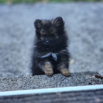 chiot Spitz allemand charbonnee B Élevage du Royaume des P'tits Loups