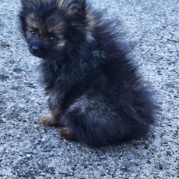 chiot Spitz allemand charbonnee B Élevage du Royaume des P'tits Loups
